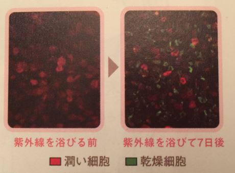 潤い細胞　乾燥細胞