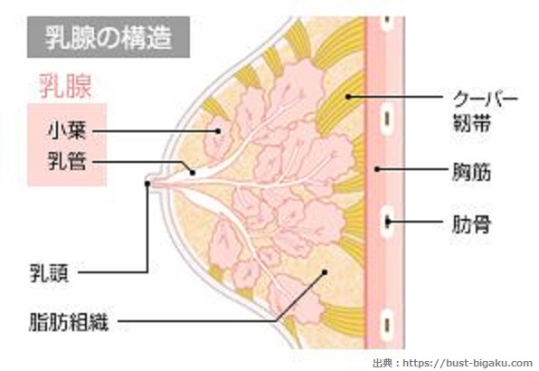 乳腺の構造